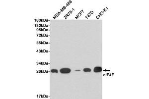 Western blot detection of eIF4E in MDA-MB-468, ZR75-1, MCF7, T47D and CHO-K1 cell lysates using eIF4E mouse mAb (1:1000 diluted). (EIF4E antibody)