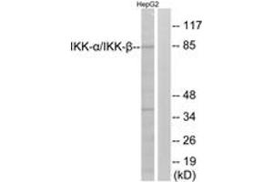 Western blot analysis of extracts from HepG2 cells, using IKK-alpha/beta (Ab-180/181) Antibody. (IKK-alpha /IKK-beta antibody  (AA 141-190))