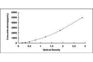 Claudin 1 (CLDN1) ELISA Kit