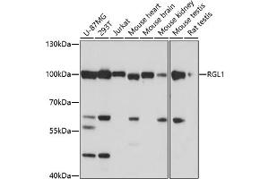 Western blot analysis of extracts of various cell lines, using RGL1 antibody (ABIN7269839) at 1:1000 dilution. (RGL1 antibody)