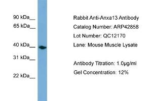 WB Suggested Anti-Anxa13 Antibody Titration:  0. (Annexin A13 antibody  (Middle Region))