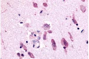 Anti-NEK9 antibody  ABIN1049093 IHC staining of human brain. (NEK9 antibody)