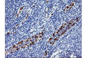 Image no. 1 for anti-ERG, ETS transcription factor (ERG) antibody (ABIN1498077) (ERG antibody)