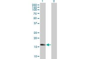 Western Blot analysis of IGF2 expression in transfected 293T cell line by IGF2 MaxPab polyclonal antibody.