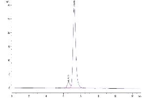 The purity of Biotinylated Human KIR2DL2 is greater than 95 % as determined by SEC-HPLC.