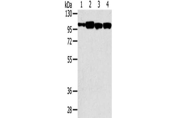 SRGAP1 antibody