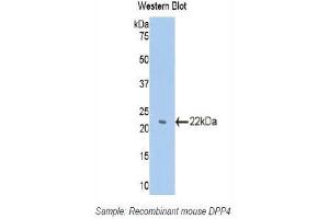 Western Blotting (WB) image for anti-Dipeptidyl-Peptidase 4 (DPP4) (AA 29-178) antibody (ABIN3207612) (DPP4 antibody  (AA 29-178))