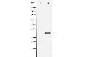 Western blot analysis of S6 Ribosomal Protein expression in serum treated 293 whole cell lysates,The lane on the left is treated with the antigen-specific peptide. (RPS6 antibody  (C-Term))
