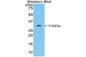 Western Blotting (WB) image for anti-Fc gamma RII (CD32) (AA 47-285) antibody (ABIN1858837) (Fc gamma RII (CD32) (AA 47-285) antibody)