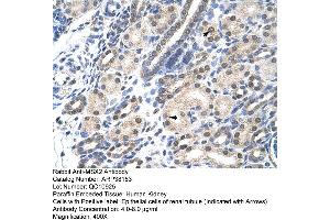 Human kidney (Msx2/Hox8 antibody  (N-Term))