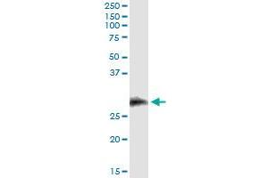 Immunoprecipitation of CD7 transfected lysate using anti-CD7 monoclonal antibody and Protein A Magnetic Bead , and immunoblotted with CD7 MaxPab rabbit polyclonal antibody. (CD7 antibody  (AA 21-240))