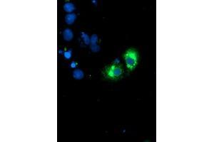 Anti-GOLM1 mouse monoclonal antibody (ABIN2455431) immunofluorescent staining of COS7 cells transiently transfected by pCMV6-ENTRY GOLM1 (RC200086). (GOLM1 antibody)