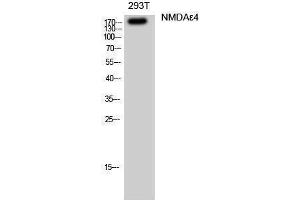 Western Blotting (WB) image for anti-Glutamate Receptor, Ionotropic, N-Methyl D-Aspartate 2D (GRIN2D) (Internal Region) antibody (ABIN3180765) (GRIN2D antibody  (Internal Region))