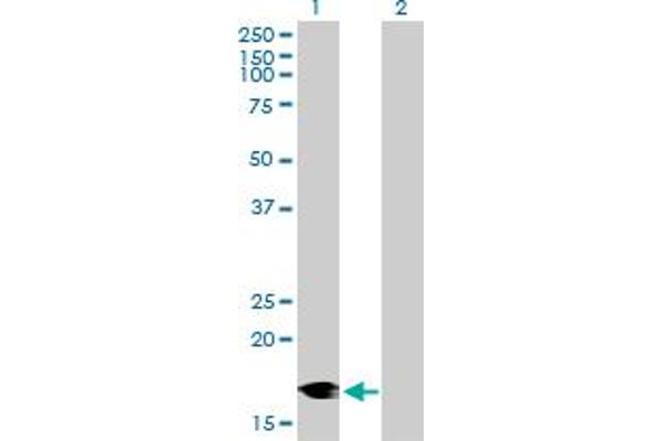 DCTN3 antibody  (AA 1-176)