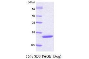 Figure annotation denotes ug of protein loaded and % gel used. (Colony Stimulating Factor 2 (Granulocyte-Macrophage) (CSF2) (AA 18-141) Peptide)