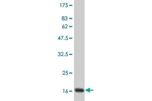 Western Blot detection against Immunogen (19. (IFNA2 antibody  (AA 24-188))