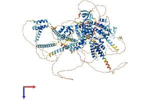 BAZ1B Protein (AA 1-1483) (His tag)