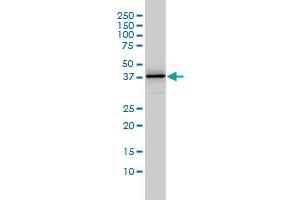 DNAJB4 monoclonal antibody (M01), clone 1H2-3G4 Western Blot analysis of DNAJB4 expression in Jurkat . (DNAJB4 antibody  (AA 1-337))