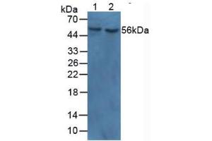 Figure. (MYOC antibody  (AA 224-471))