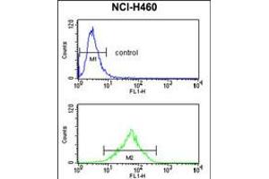 Flow cytometry analysis of NCI-H460 cells (bottom histogram) compared to a negative control cell (top histogram). (FPR3 antibody  (AA 307-333))