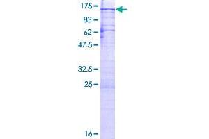 PPP1R10 Protein (AA 1-940) (GST tag)