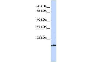 WB Suggested Anti-PLDN Antibody Titration: 0. (Pallidin antibody  (Middle Region))