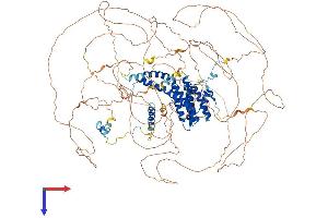 AFF4 Protein (AA 1-1163) (His tag)