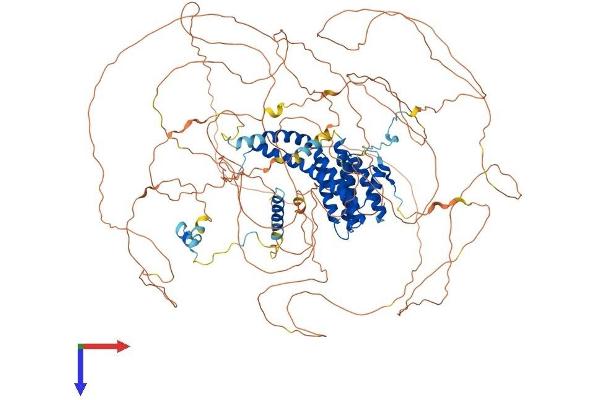AFF4 Protein (AA 1-1163) (His tag)