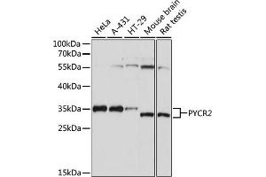Western blot analysis of extracts of various cell lines, using PYCR2 antibody (ABIN7269766) at 1:1000 dilution.