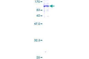 BCL2L13 Protein (GST tag)