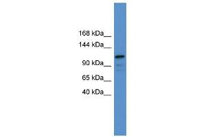 WB Suggested Anti-NFATC1 Antibody Titration:  0. (NFATC1 antibody  (C-Term))