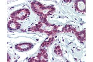 Anti-FUBP1 antibody IHC of human breast. (FUBP1 antibody  (AA 540-589))