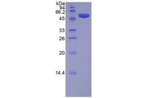 SDS-PAGE analysis of Mouse Lysyl Oxidase Protein.