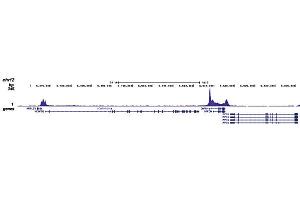 ChIP of Pol II ChIP was performed on sheared chromatin from 1 million HeLaS3 cells using 1 μg of anti-Pol II. (POLR2A/RPB1 antibody)