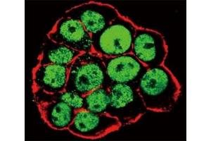 Immunofluorescence (IF) image for anti-Caudal Type Homeobox 2 (CDX2) (pSer283) antibody (ABIN3028539)