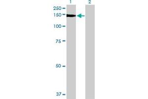 Western Blot analysis of NID1 expression in transfected 293T cell line by NID1 MaxPab polyclonal antibody. (Nidogen 1 antibody  (AA 1-1114))