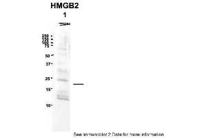 Sample Type: 1. (HMGB2 antibody  (Middle Region))