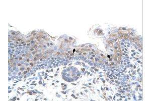 Immunohistochemistry with Placenta tissue at an antibody concentration of 5µg/ml using anti-STRAP antibody (ARP48038_P050)