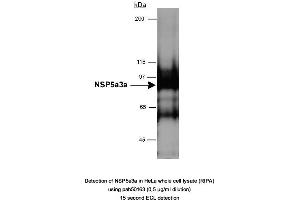 Image no. 1 for anti-Sperm Antigen with Calponin Homology and Coiled-Coil Domains 1 (SPECC1) (AA 200-300) antibody (ABIN363472) (NSP5 antibody  (AA 200-300))