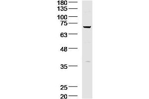 Lane 1: A431 lysates probed with Acid sphingomyelinase Antibody  at 1:300 overnight at 4˚C. (SMPD1 antibody  (AA 201-300))
