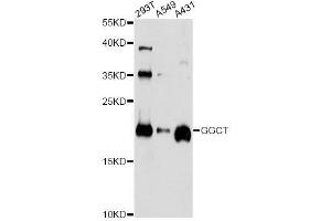 Western blot analysis of extracts of various cell lines, using GGCT antibody. (GGCT antibody  (AA 1-188))
