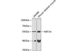 Western blot analysis of extracts of various cell lines, using MEF2A antibody (ABIN6134844, ABIN6143711, ABIN6143714 and ABIN6223904) at 1:1000 dilution. (MEF2A antibody)