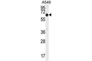 Western blot analysis in A549 cell line lysates (35ug/lane) using ELL  Antibody (C-term). (ELL antibody  (C-Term))
