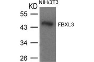 Western blot analysis of extracts from NIH/3T3 cells using FBXL3. (FBXL3 antibody  (N-Term))