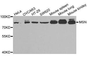 Western blot analysis of extracts of various cell lines, using MSN antibody. (Moesin antibody  (AA 1-300))