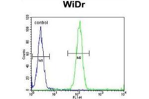 ACCN1 Antibody (Center) flow cytometric analysis of WiDr cells (right histogram) compared to a negative control cell (left histogram). (ACCN1 antibody  (Middle Region))