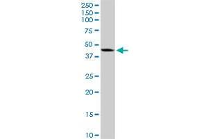 DNMT3L MaxPab rabbit polyclonal antibody. (DNMT3L antibody  (AA 1-386))