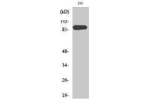 Western Blotting (WB) image for anti-Mitogen-Activated Protein Kinase 6 (MAPK6) (Thr36) antibody (ABIN3184549) (MAPK6 antibody  (Thr36))