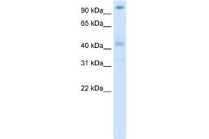 WB Suggested Anti-POGZ Antibody Titration:  5. (POGZ antibody  (N-Term))