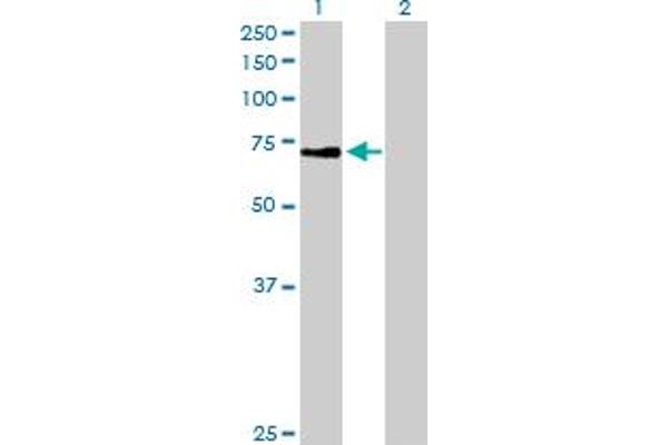 ZNF133 antibody  (AA 1-653)